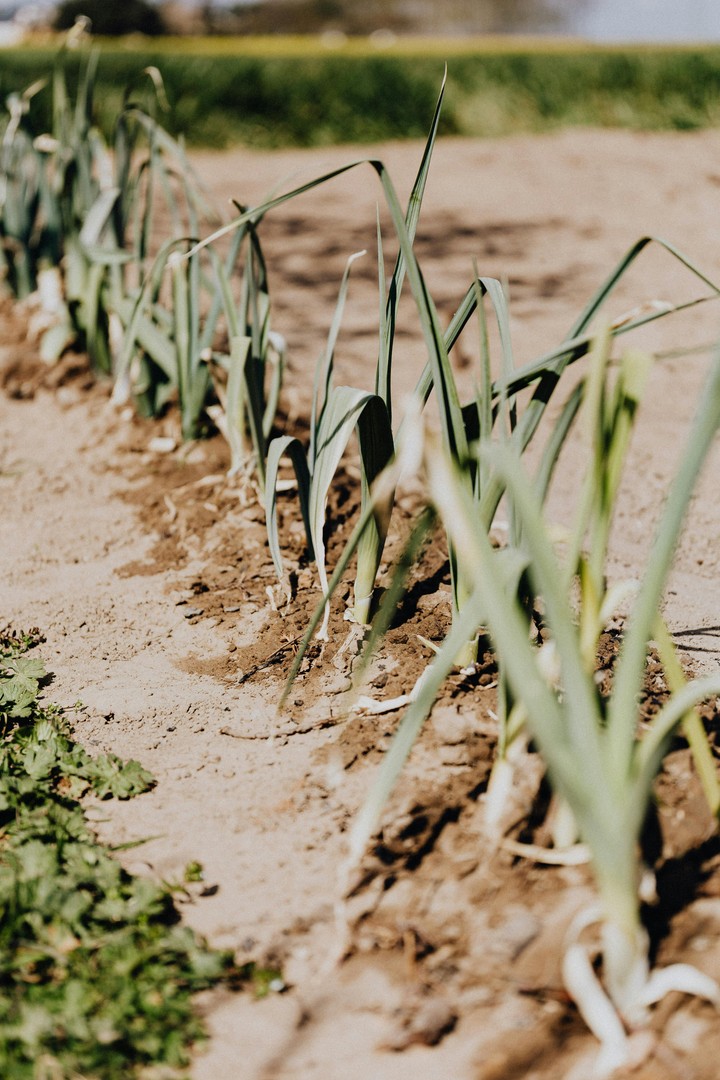 Sadenie cibule - ilustračné foto